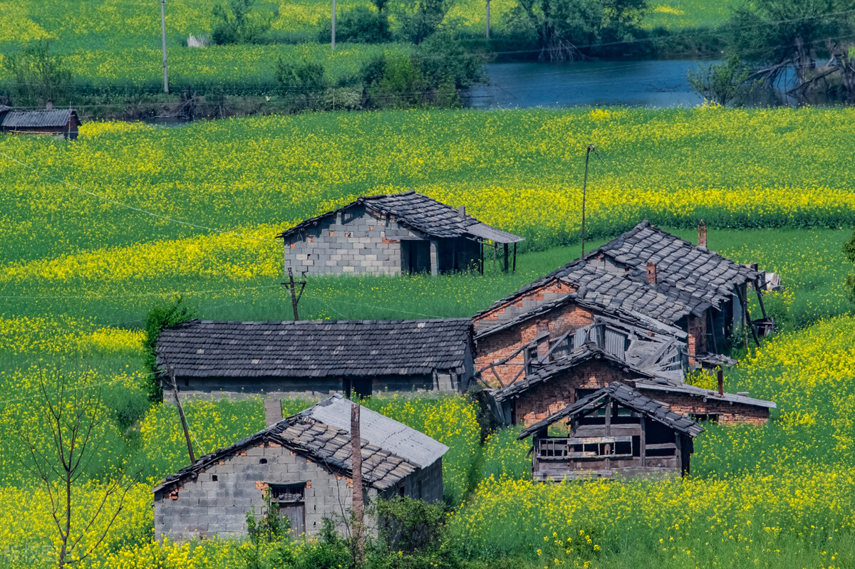 门口种什么花风水最好最吉利,门口栽种五种花最吉祥