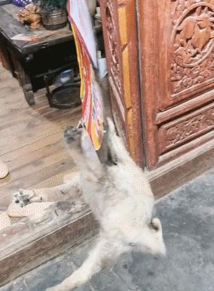 小奶狗被粘鼠板粘到,小奶狗半夜被粘鼠板粘住