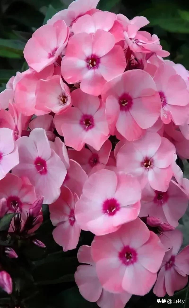 十大绝美花朵,绝美花朵视频