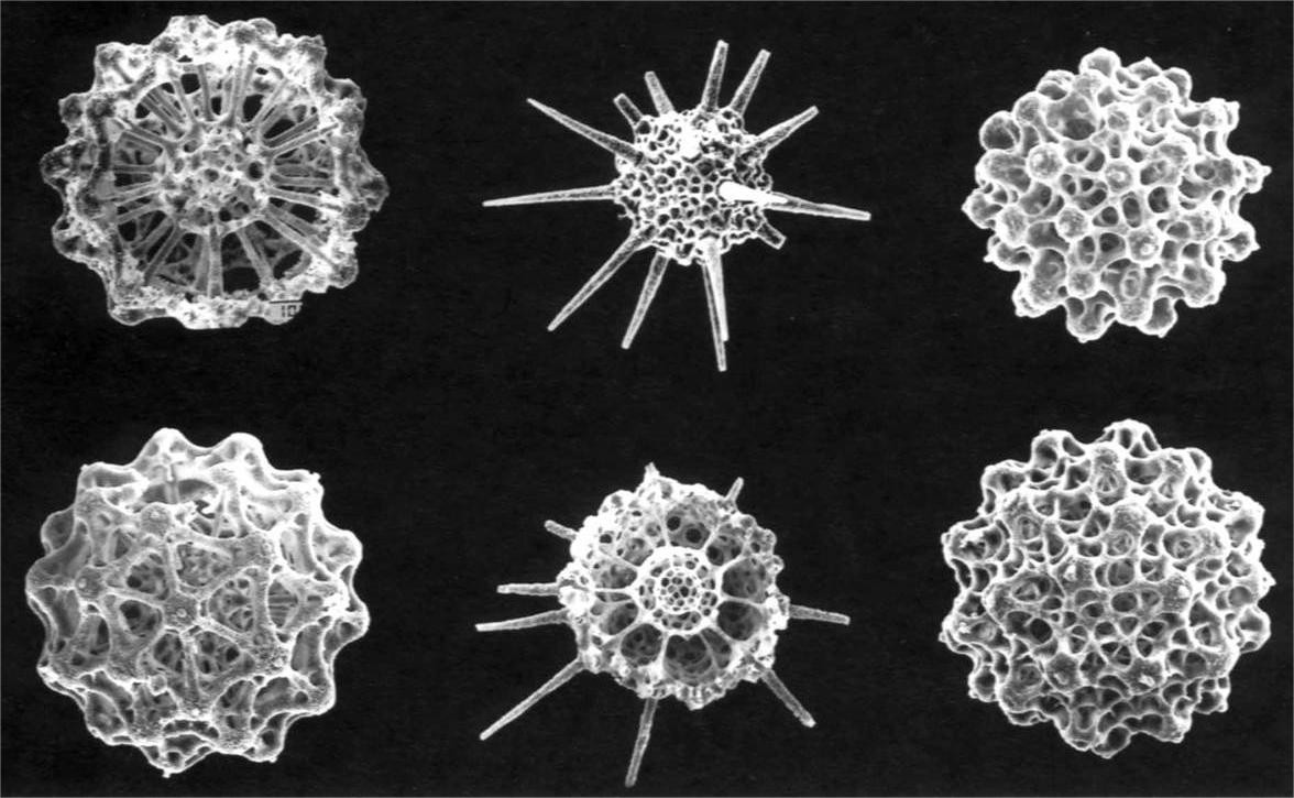 非洲硬舌异口尼罗河的日粮广度变化：对物种保护和水产养殖的影响