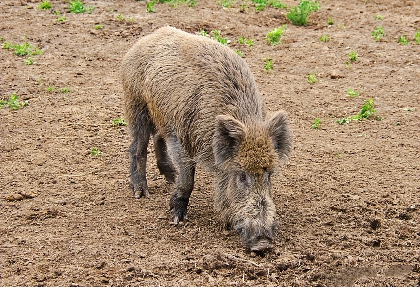 野猪是怎么泛滥的,野猪现在泛滥成灾为什么