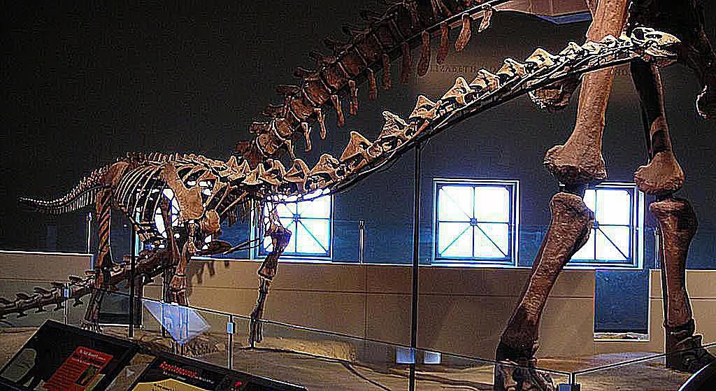 恐龙时代泰坦巨龙与雷龙,泰坦巨龙恐龙化石