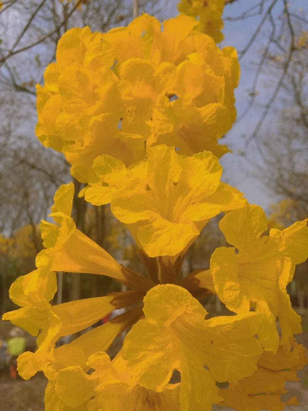 提前盛开！成都市区这个被偏爱的宝藏地又上新，即将刷爆全网