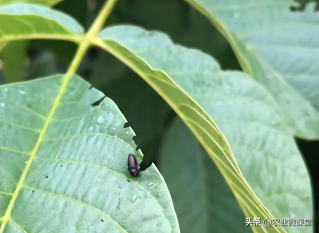 核桃树结果后怎么管理防病虫,核桃树高产管理技术及病虫害防治
