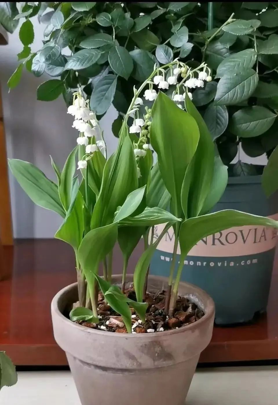 增湿除甲醛绿植,除甲醛好养的绿植有哪些