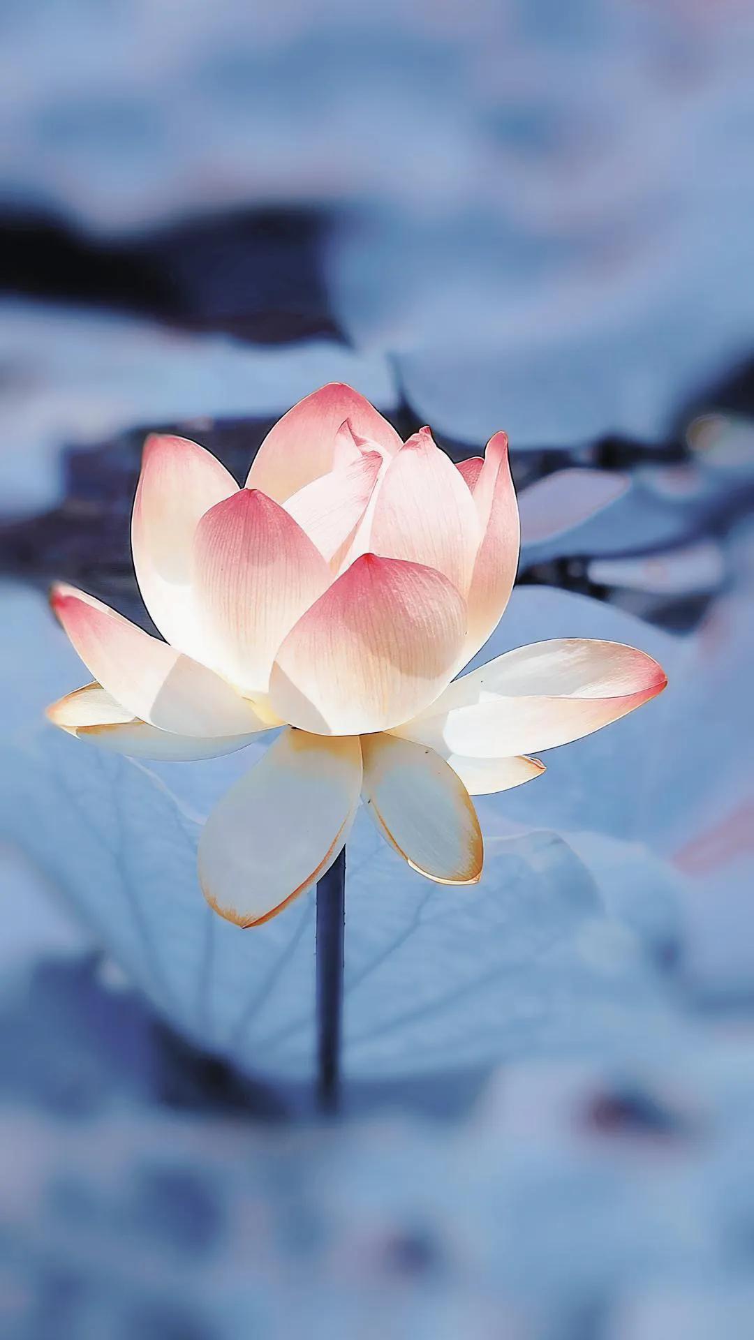 春树的人生格言书籍,人生书籍里的经典语录大全