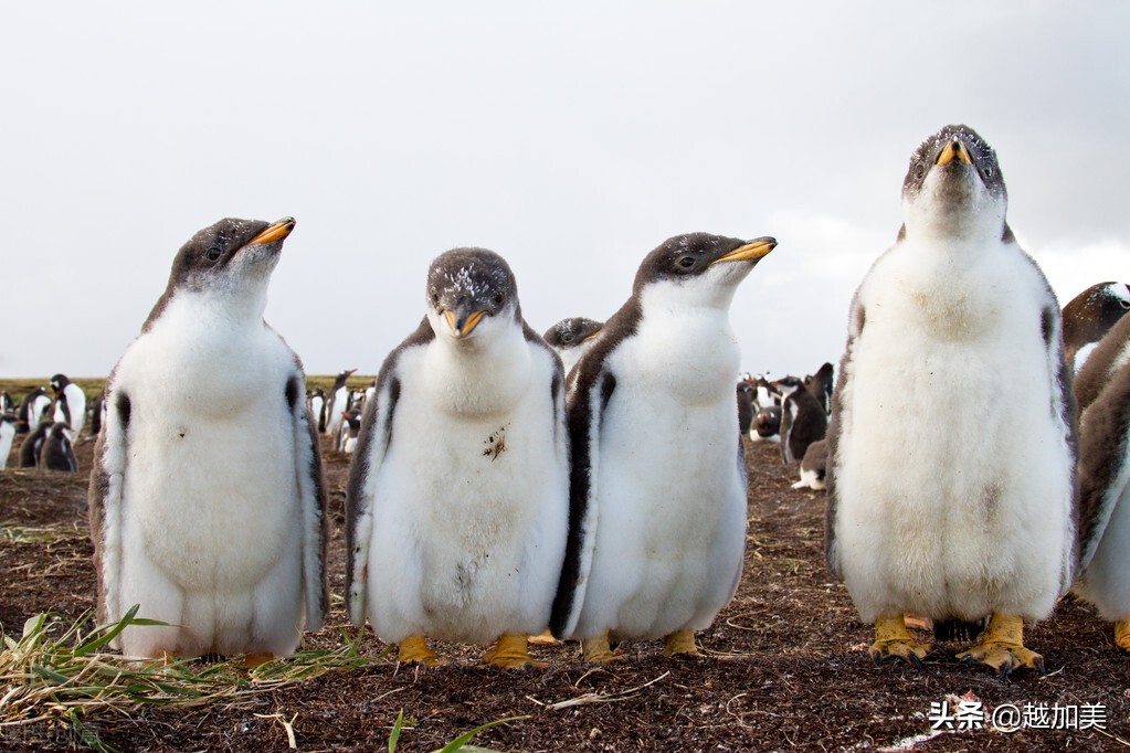 2002男足进入世界杯,中国男足有进入世界杯吗