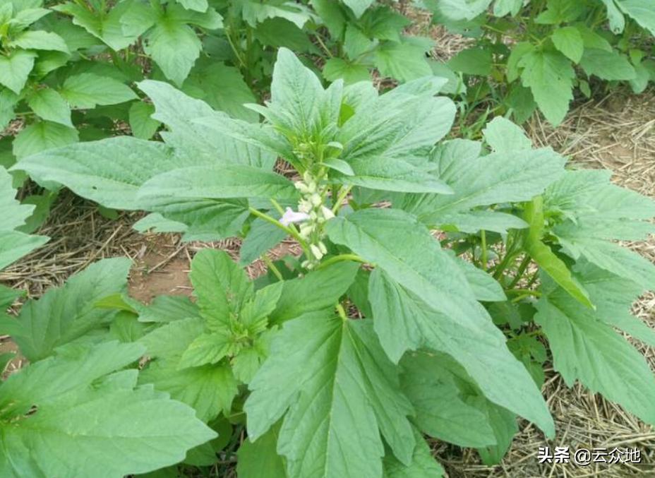 芝麻主要病虫害及防治,芝麻病虫害怎么治