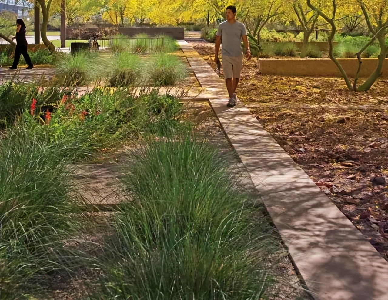 大学校园绿化设计,现代校园绿化规划设计