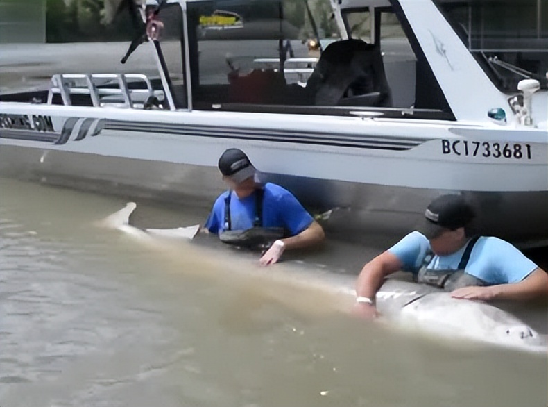 顶级鱼子酱为什么这么贵,中国是怎么把鱼子酱变成白菜价