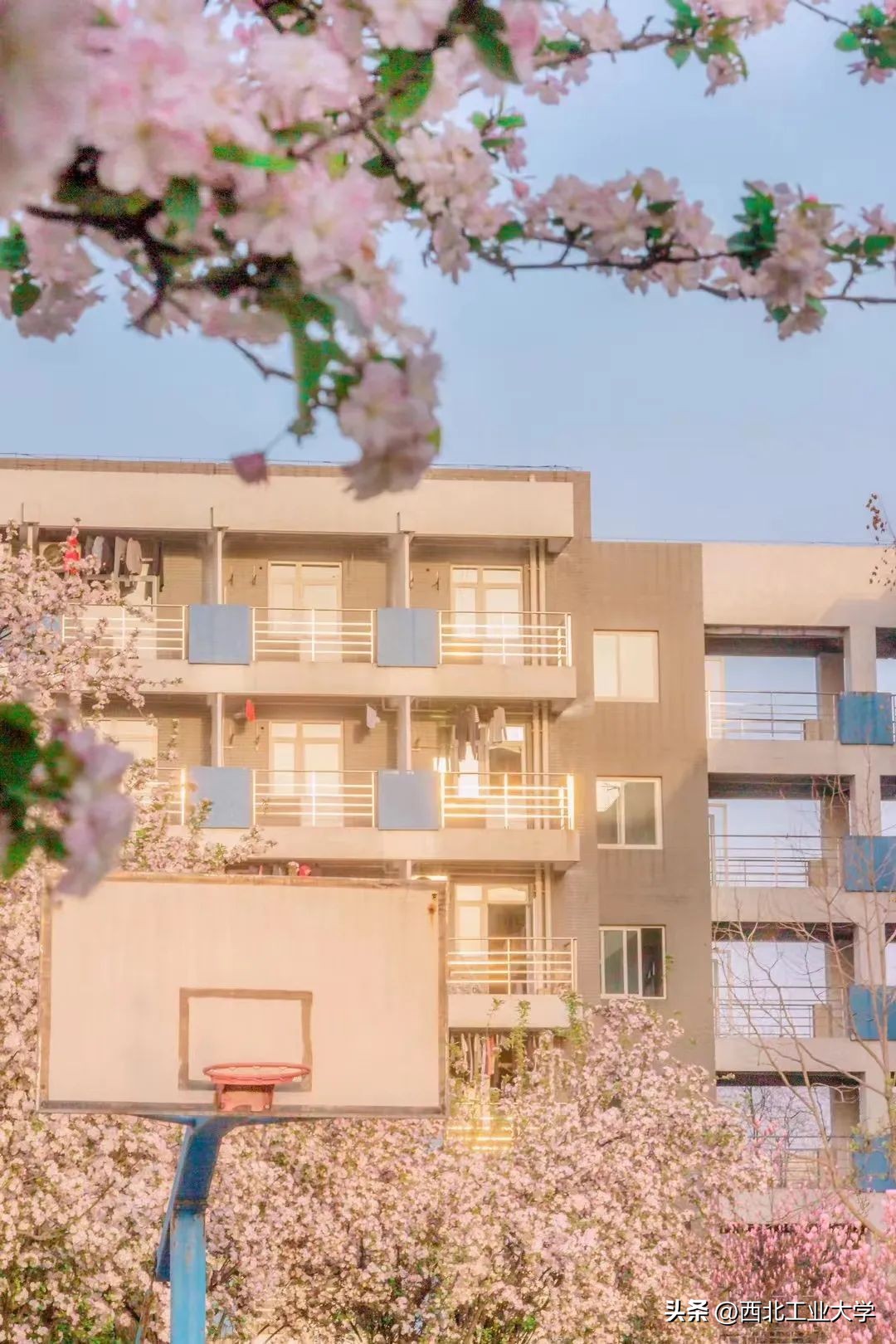 今日雨水!工大四季高清美图，欢迎欣赏使用~