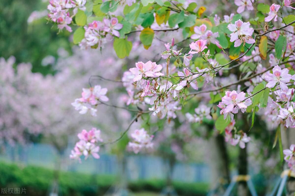 最美紫荆花海,紫荆花海图片欣赏