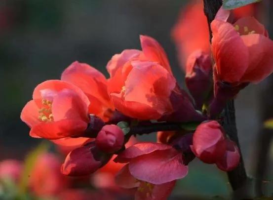 陆游唐婉的爱情故事图片,陆游唐婉赵士程爱情故事