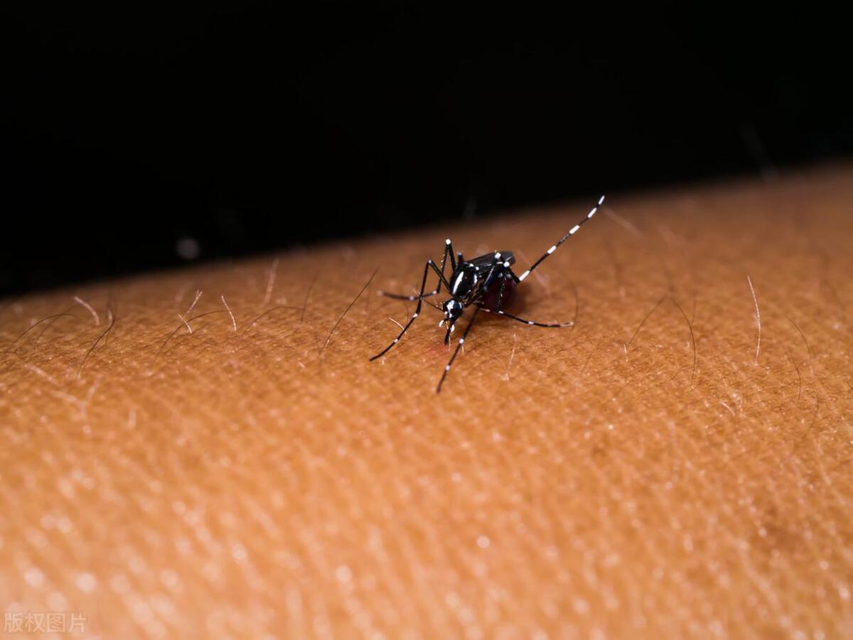 家里的蚊子太厉害了怎么消灭,如何快速赶走家里的蚊子小妙招