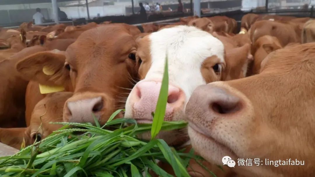 灵台主要产业,灵台县产业发展政策