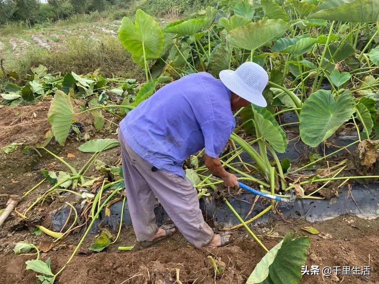 云南高山新鲜奶油芋头,云南奶油芋头做法大全