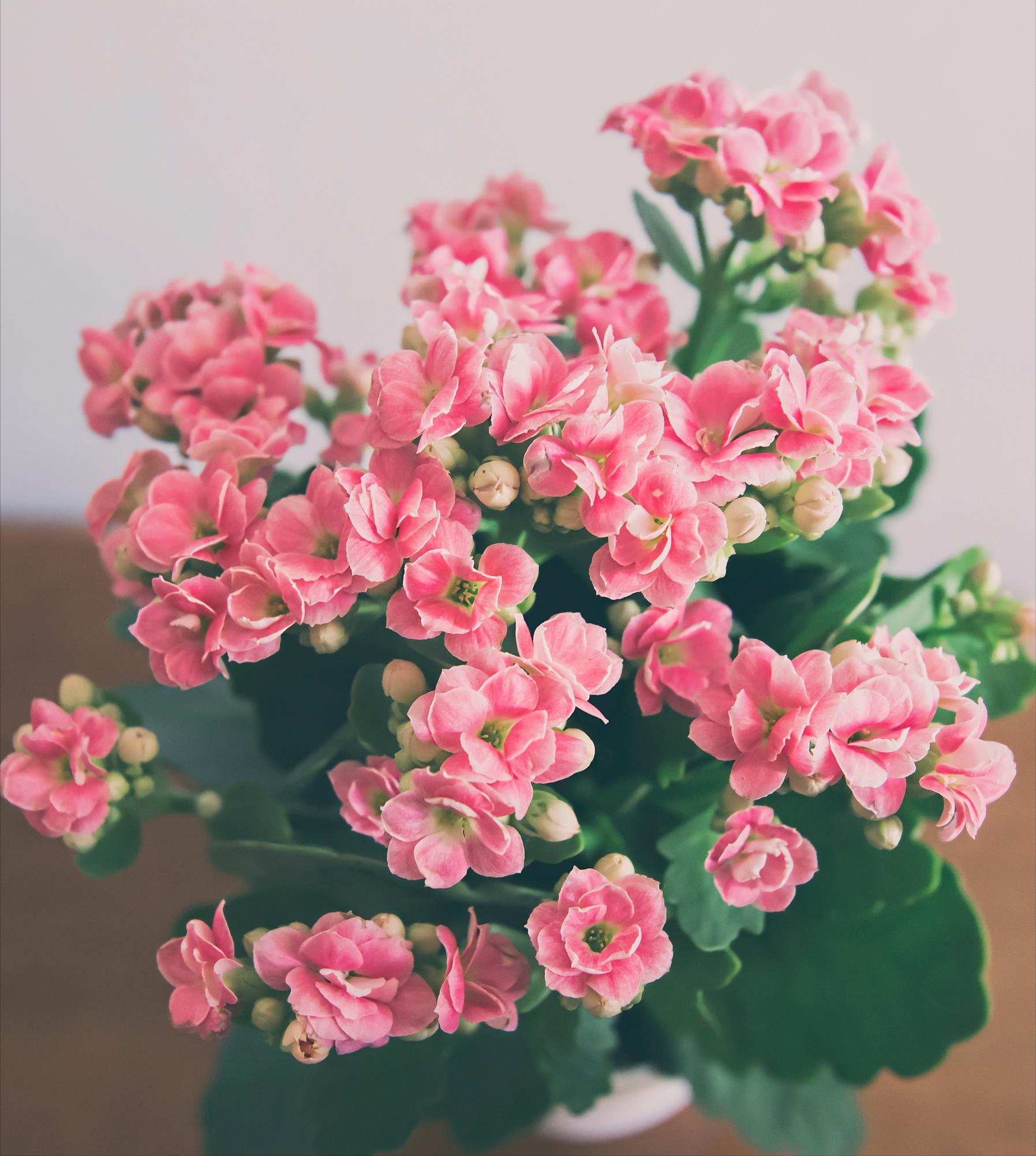 5种花浇不死浇水越多长得越旺,夏天种花早上还是晚上浇水好