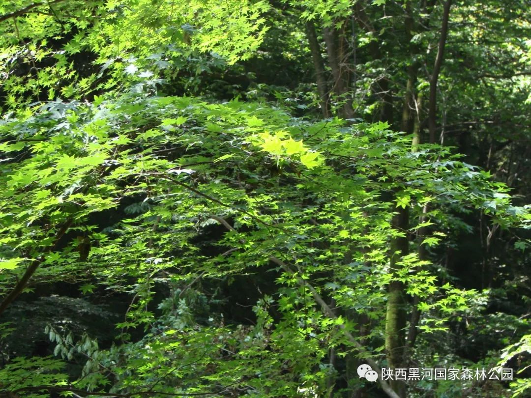 来森林公园放松一下心情,来黑河回归山林体验自然宁静之美