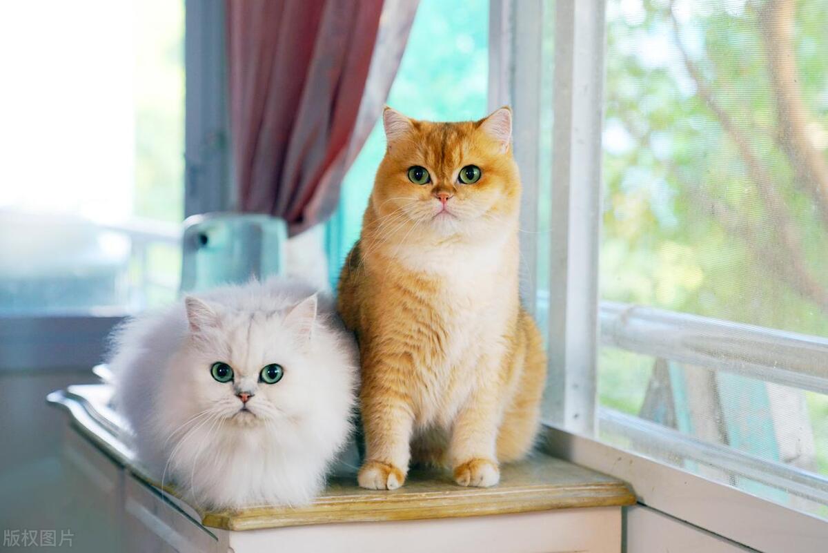 小学英语单词打卡（二上C）