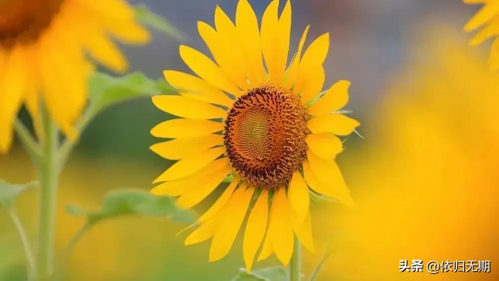 向日葵花海秋季,阳光照射下的向日葵花海