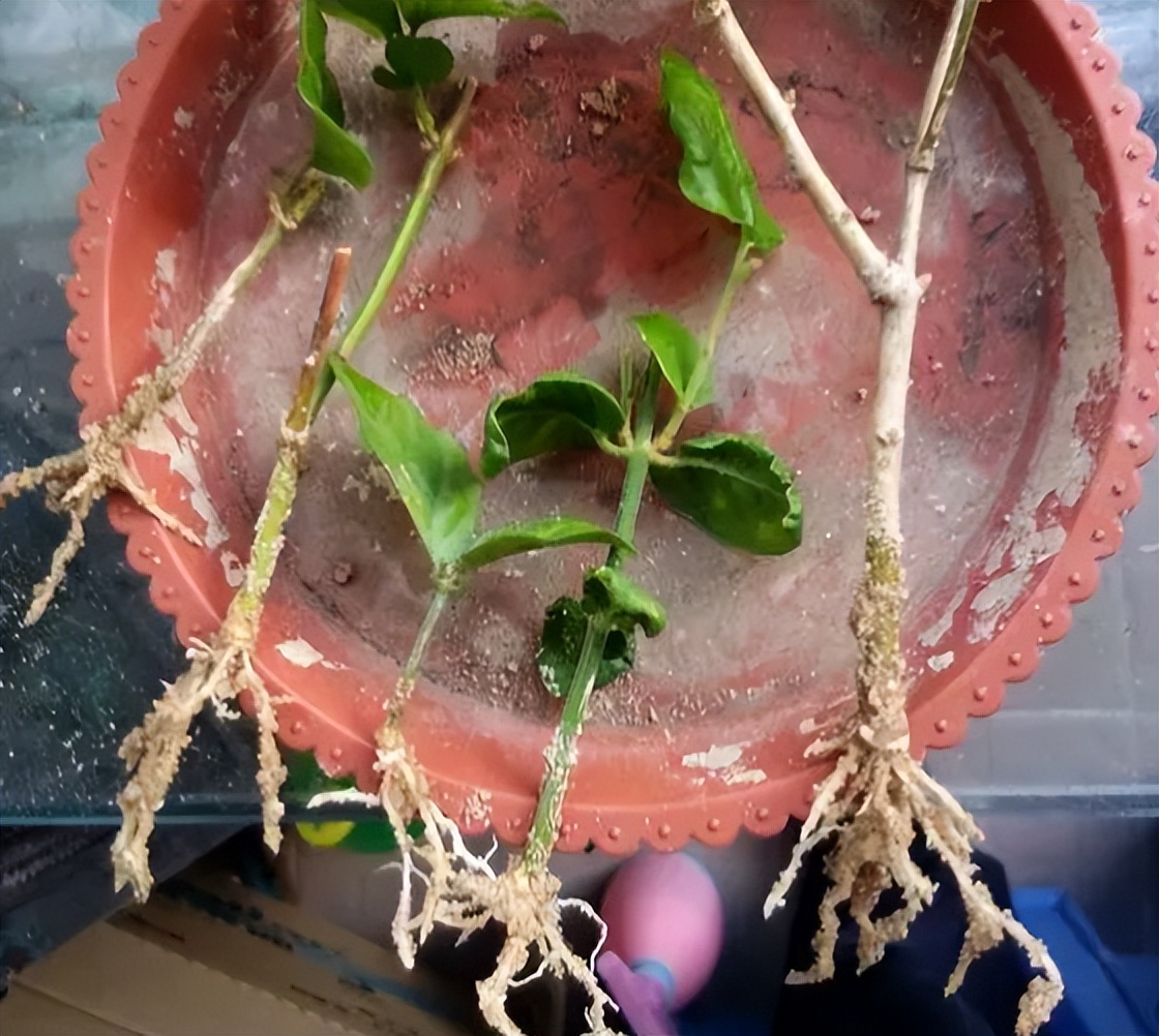 怎么养茉莉花开花多,茉莉花如何养开花不断