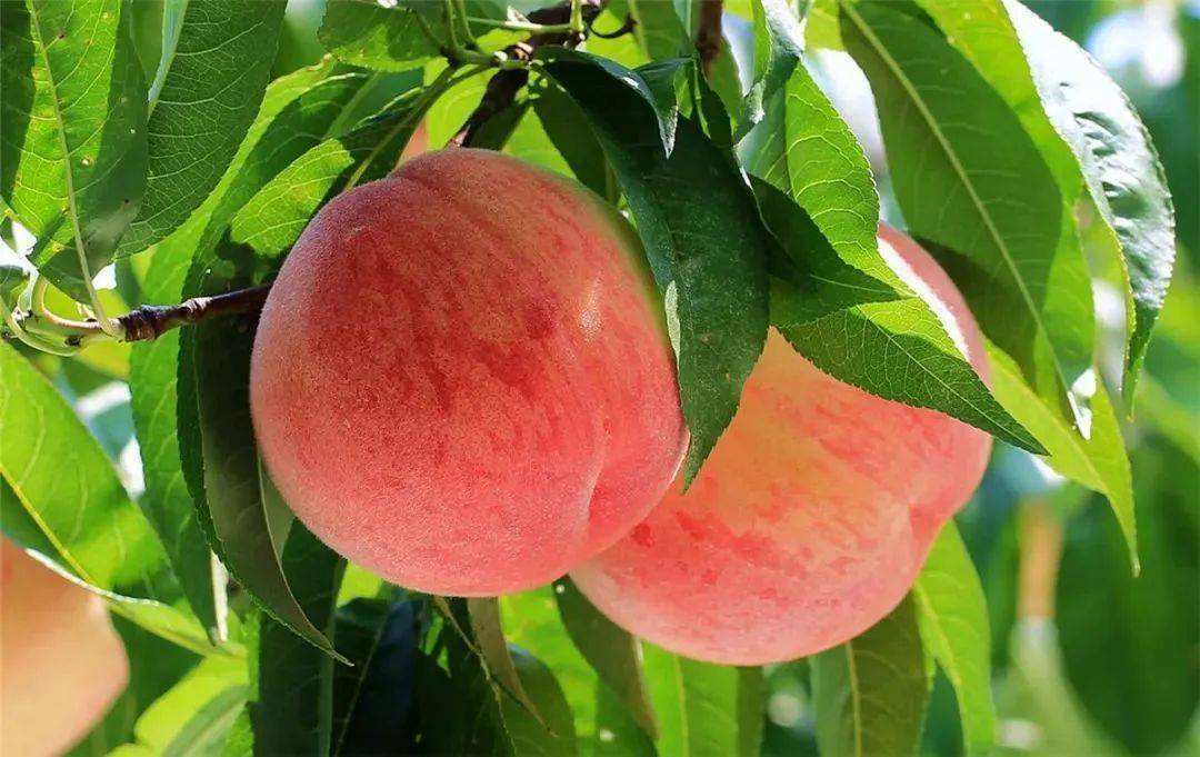 “桃子”不能随便吃？医生：不管好坏，这几类人别凑热闹了