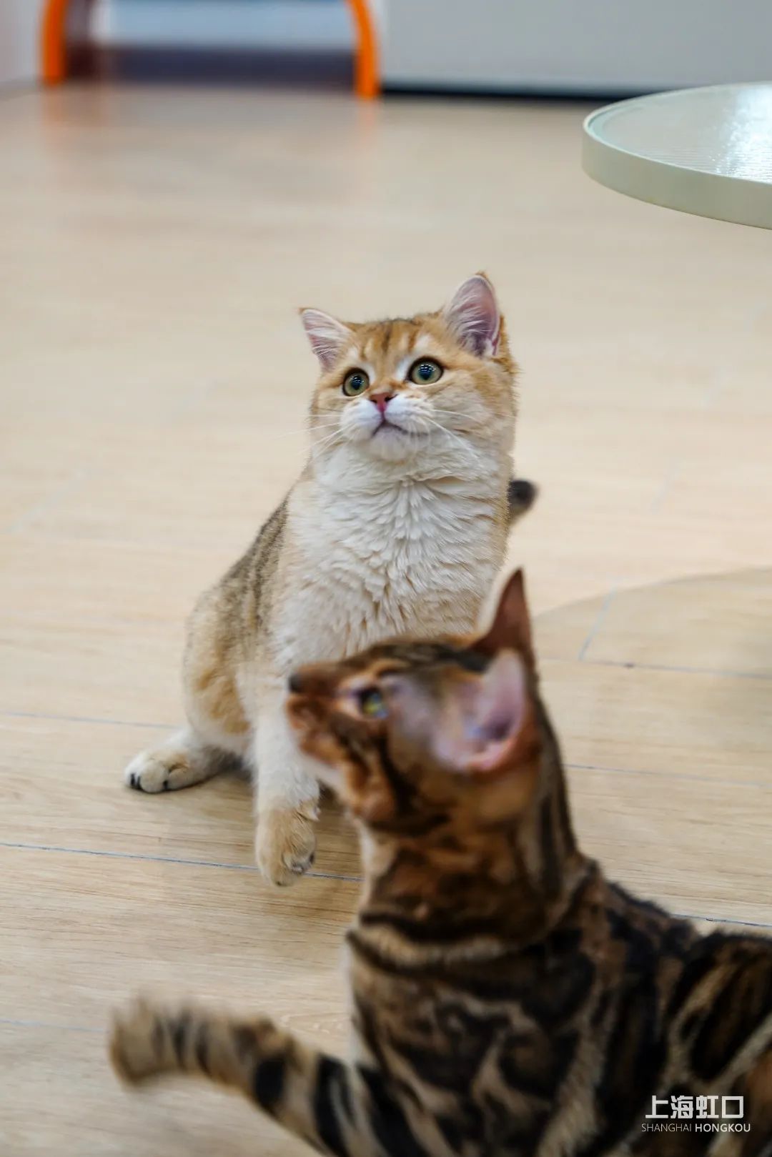 狗道宠物上海嘉定店,狗道宠物百联南方店