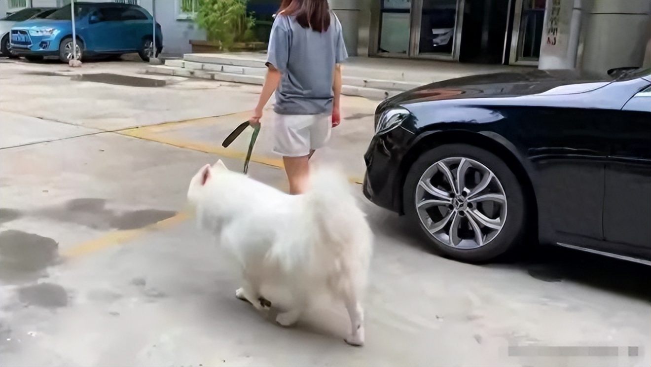 闹大了！电梯内狗尾巴扫腿，23岁女子在打斗中被扯下衣服！真惨烈