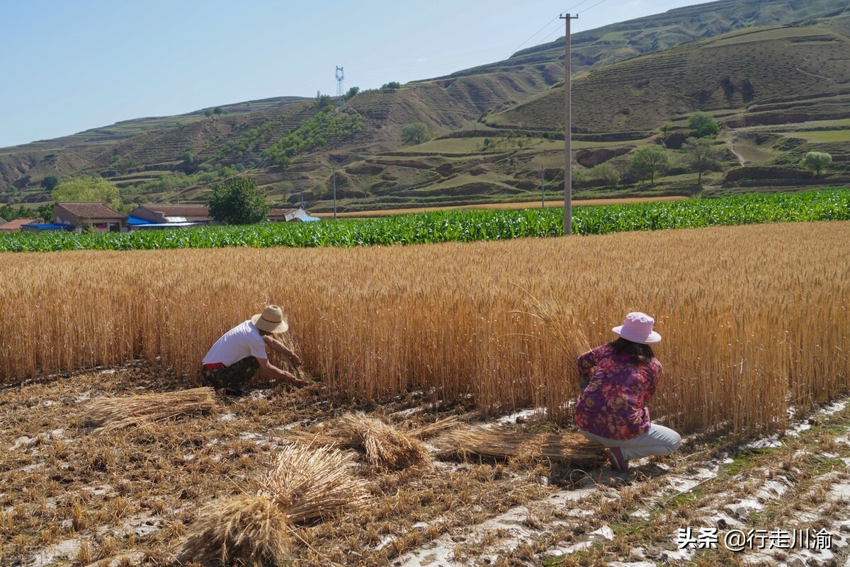 田里跑得很快的鸟叫什么,田间地头的鸟叫声音