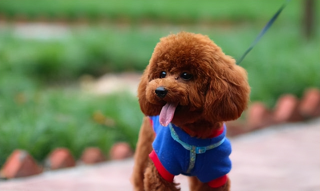 “禁养犬名单”公布,禁养犬罚款标准