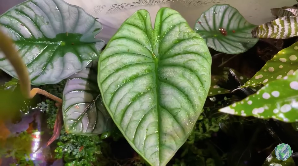 美国小哥在卧室建出一缸热带雨林，食物链环环相扣，太强了