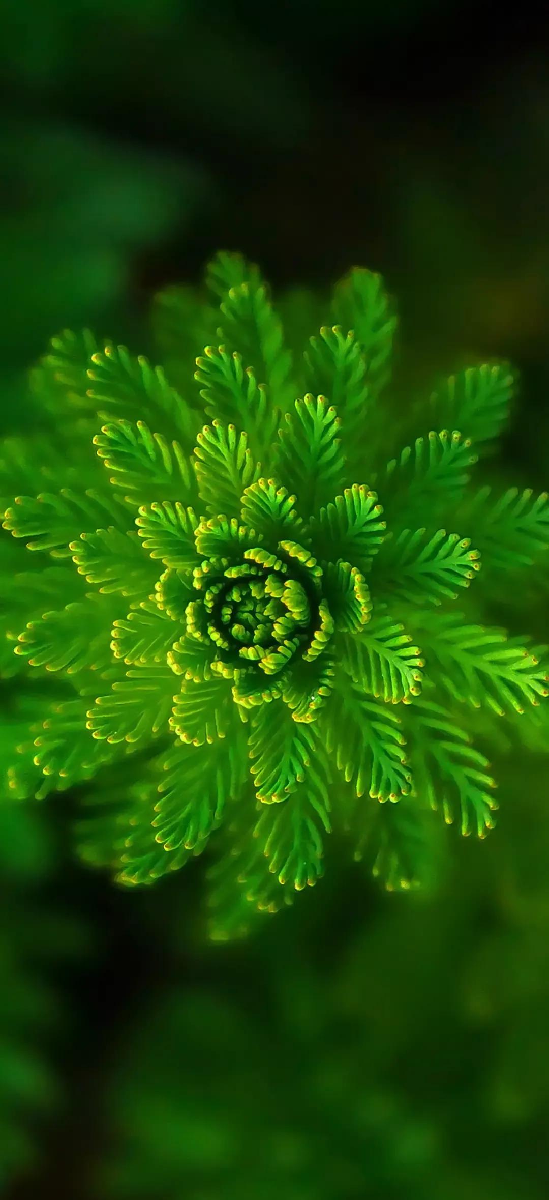 风生水起壁纸高清无水印,美女全屏无水印高清壁纸