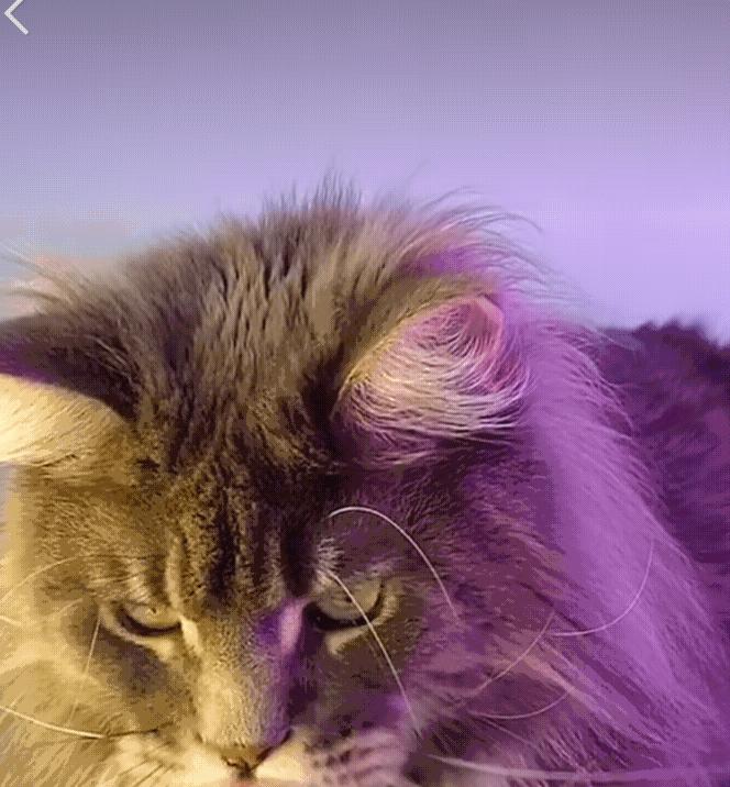 缅因库恩猫银虎斑,缅因猫浅银虎斑