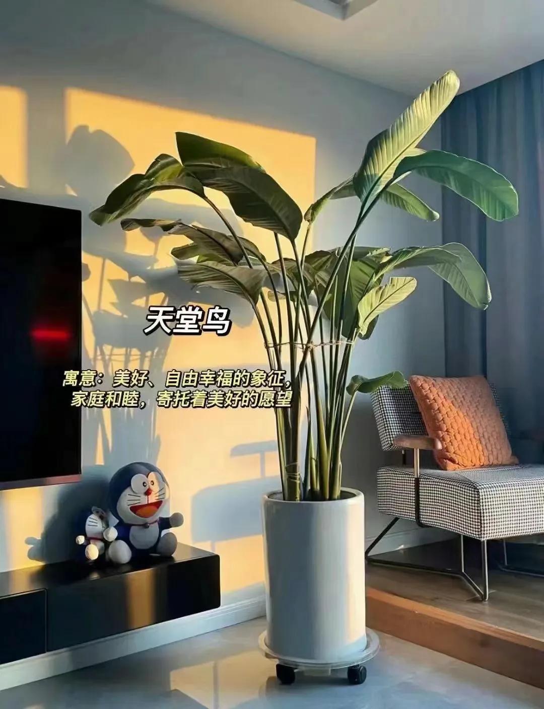 客厅绿植物摆放效果图,最适合客厅摆放的植物是什么