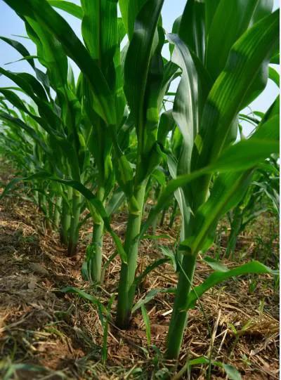 泰棒111玉米种多少钱一袋,泰棒111玉米品种审定公告