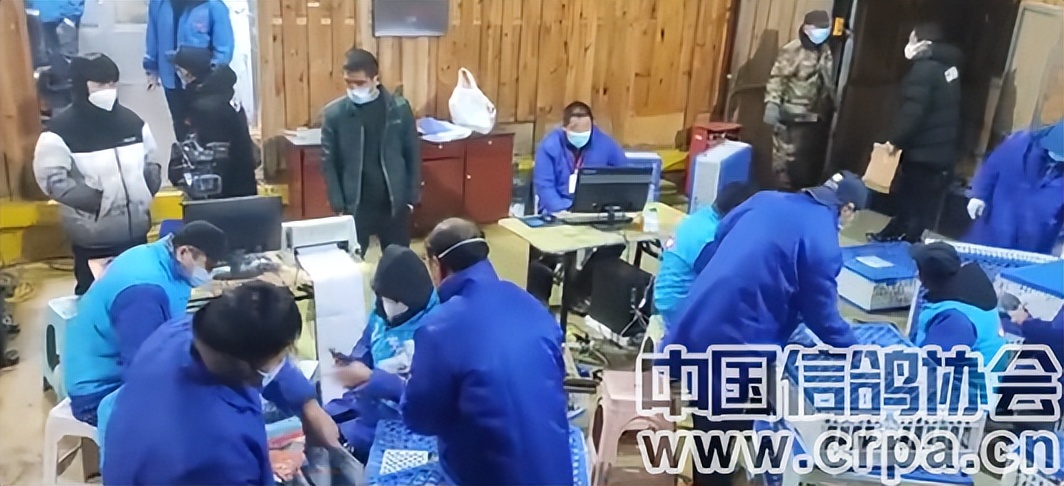 今年鸽子比赛归巢率,泰山国际赛鸽公棚500公里归巢数据