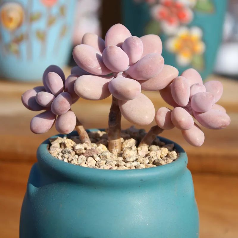 多肉桃蛋怎么养老桩,桃蛋多肉老桩