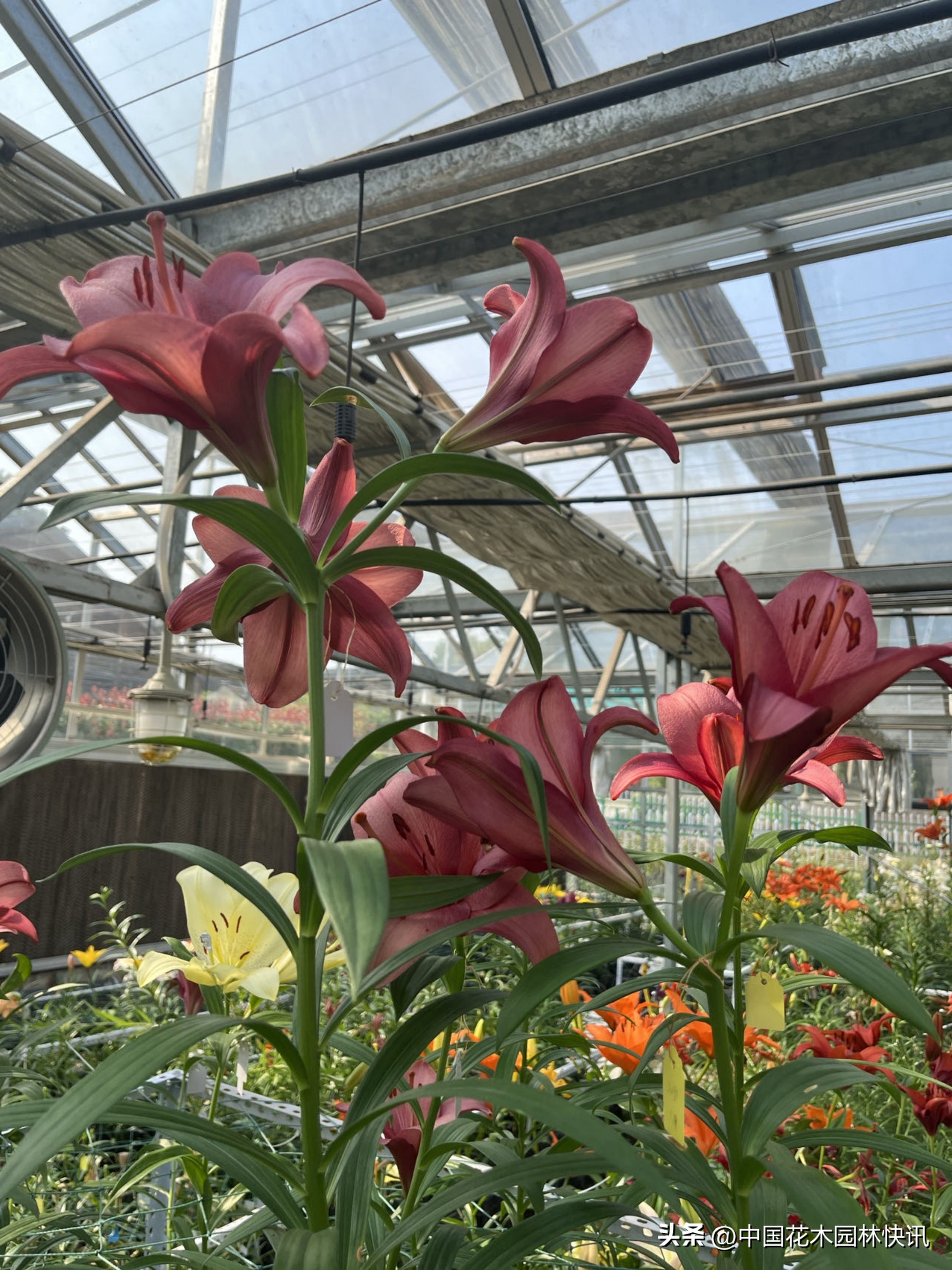 江西农大:缤纷百合花激情绽放国际登录品种各展娇姿