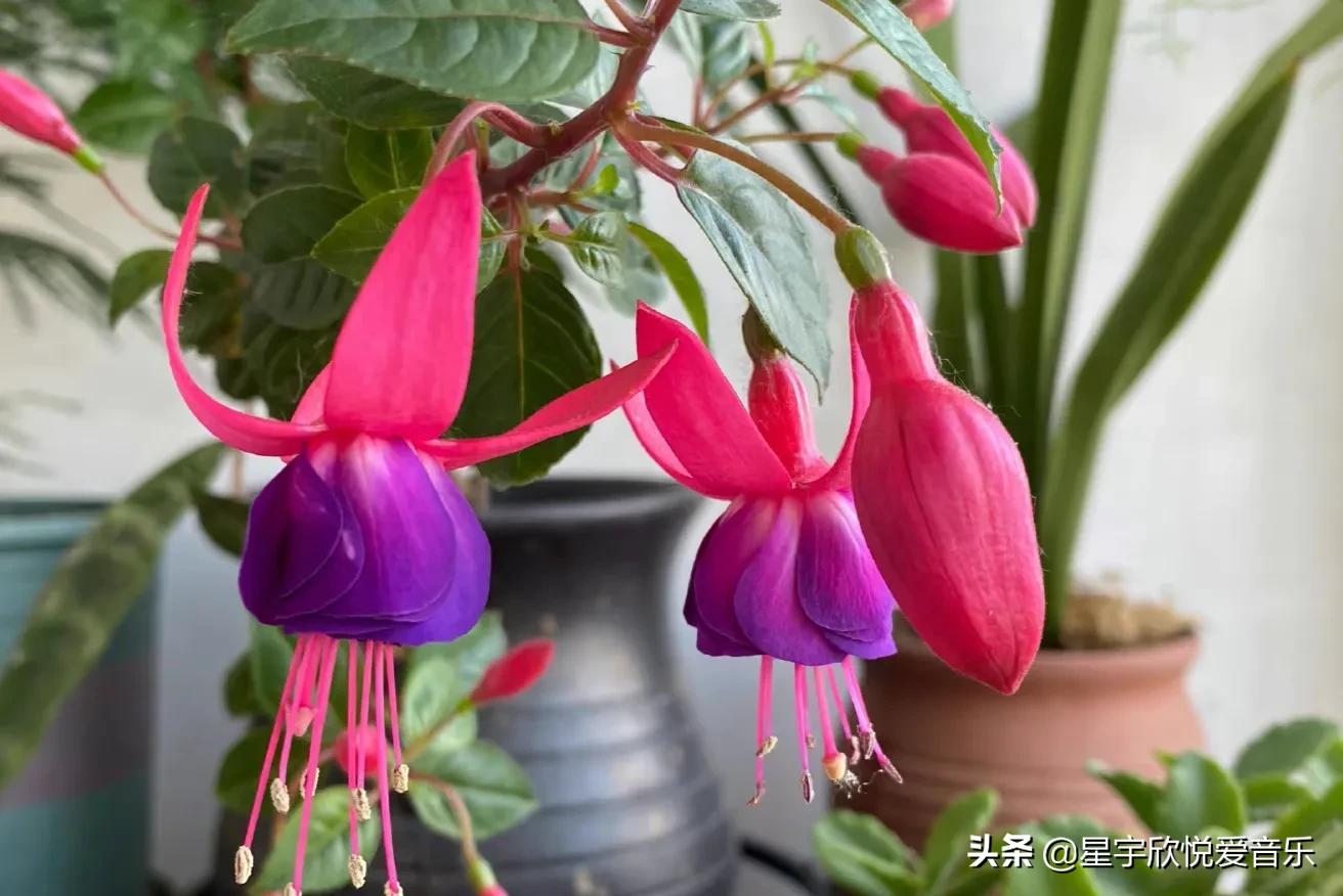 分享惊艳的图片,分享美景的图片卡点