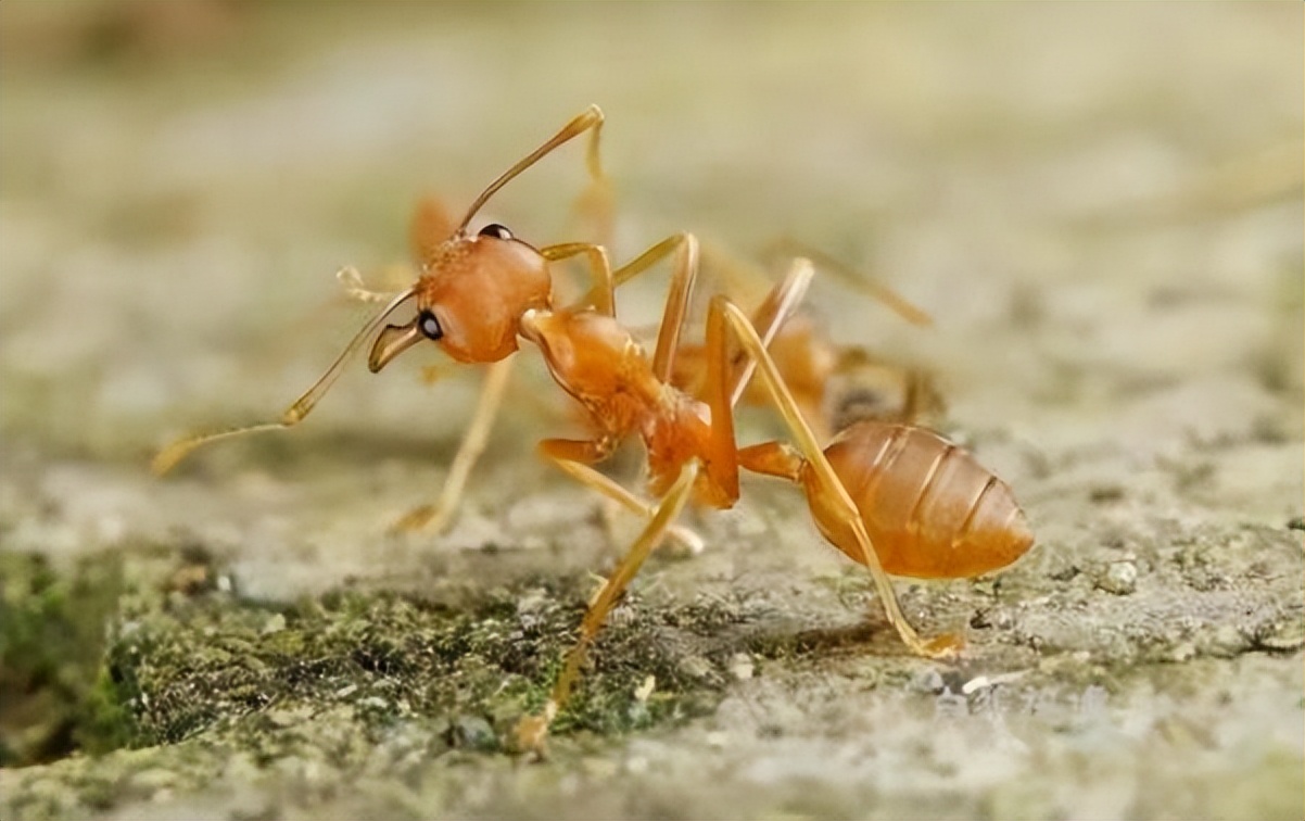 丛林探险美食大全,真正的丛林美食有哪些