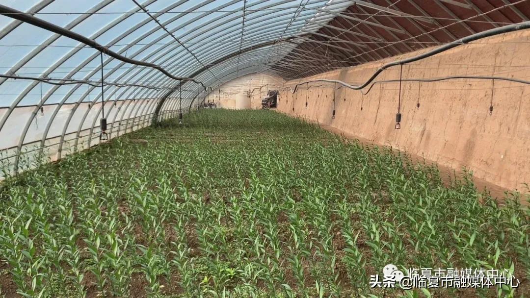 香水百合试种成功！临夏市折桥镇*庄大**村喜添“花样”产业