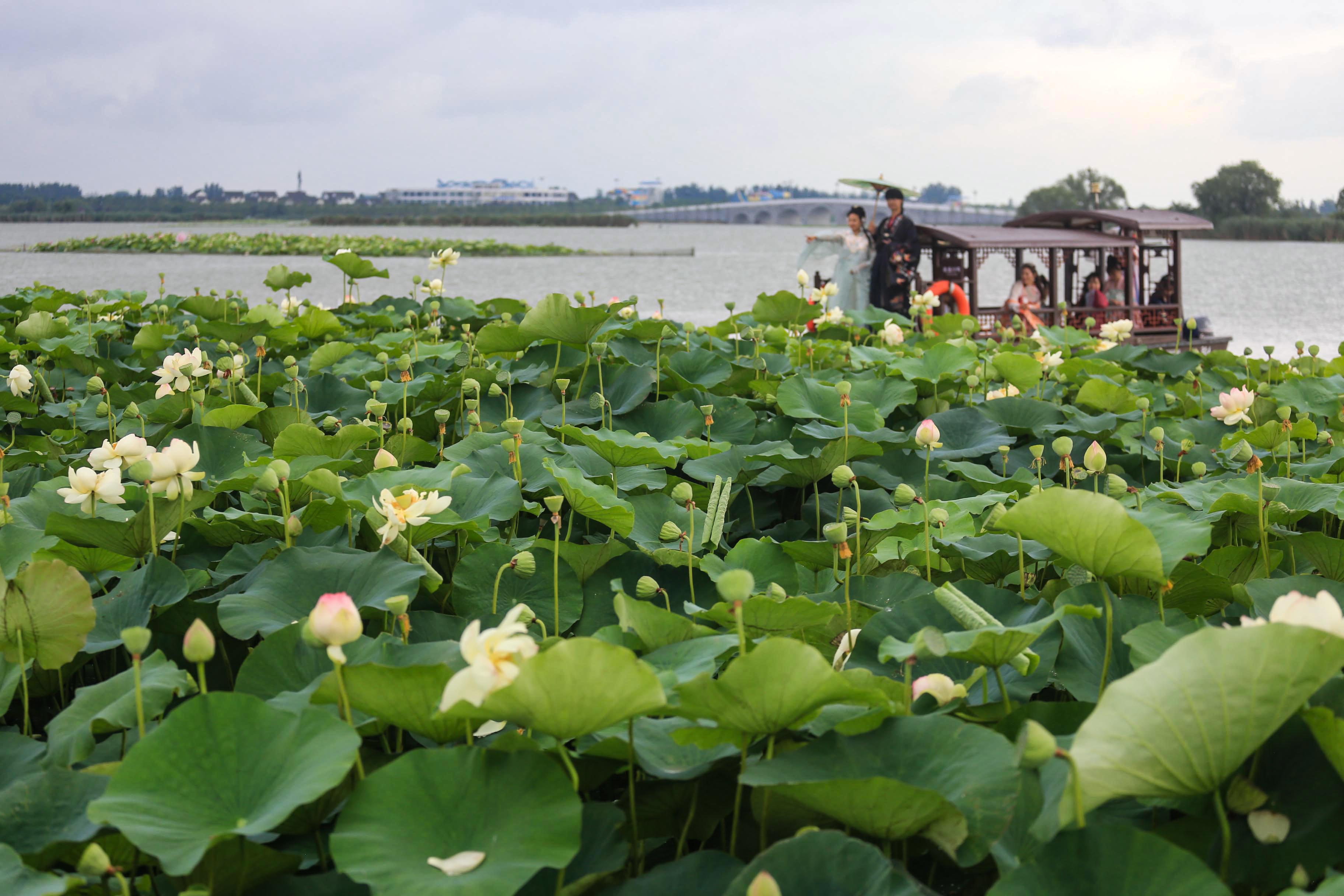 淮阳龙湖荷花何时开,中国淮阳龙湖赏荷花