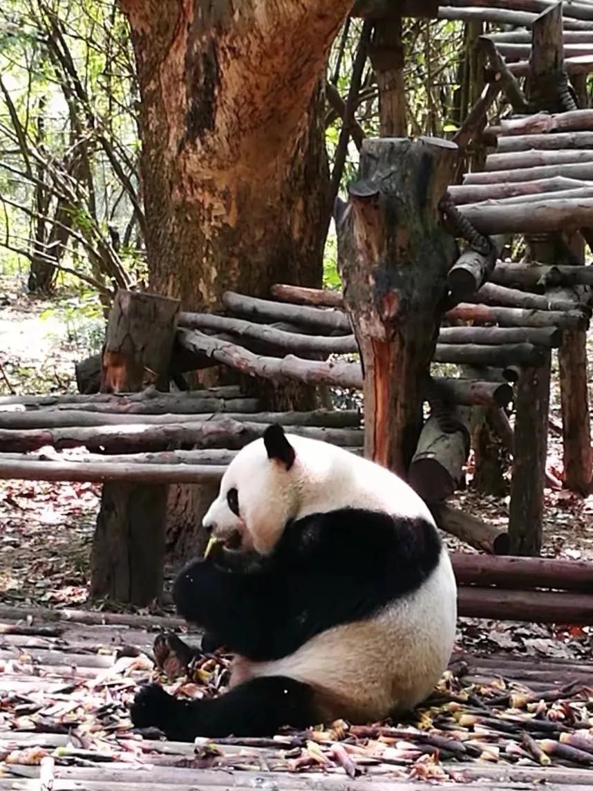 动物自拍超清图片大全,动物自拍的照片图片