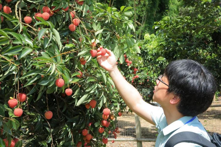 “荔”争上游，从化当“鲜”