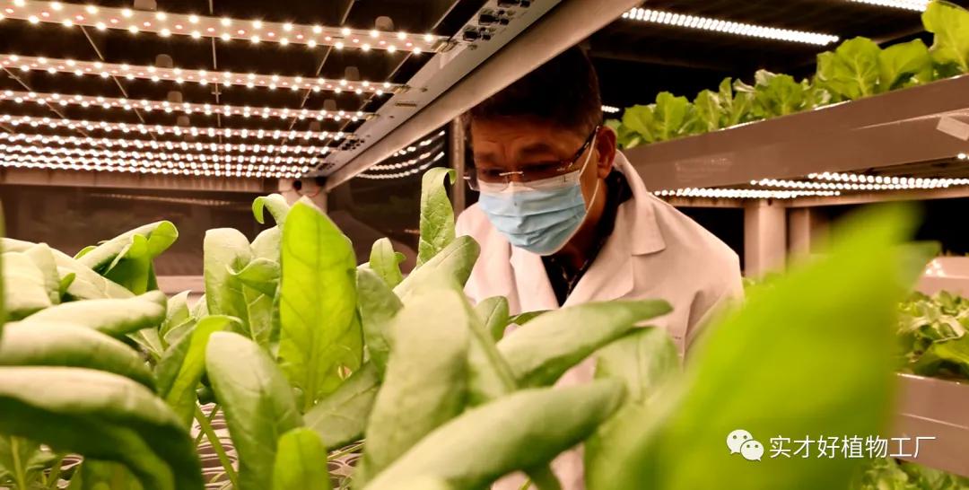 植物工厂真的存在,植物工厂原理