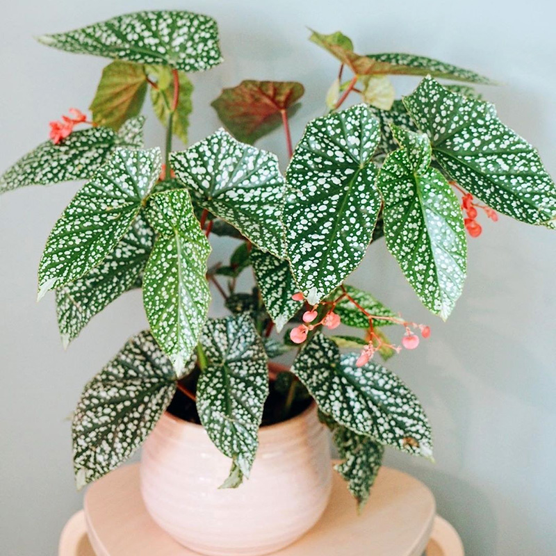 家居必备的几款高颜值中大型绿植,40款超治愈的家居绿植