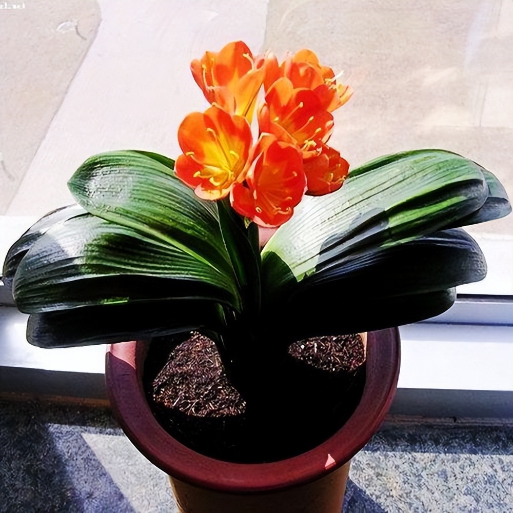 目前的君子兰怎样护养,怎么样能把君子兰养好