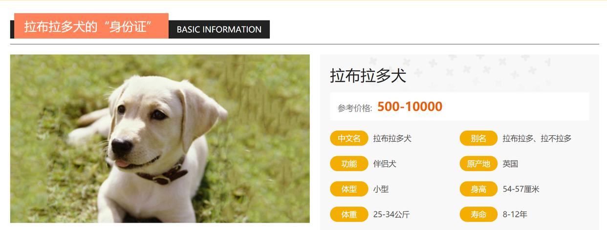 纯拉布拉多犬的特征,拉布拉多超长介绍视频