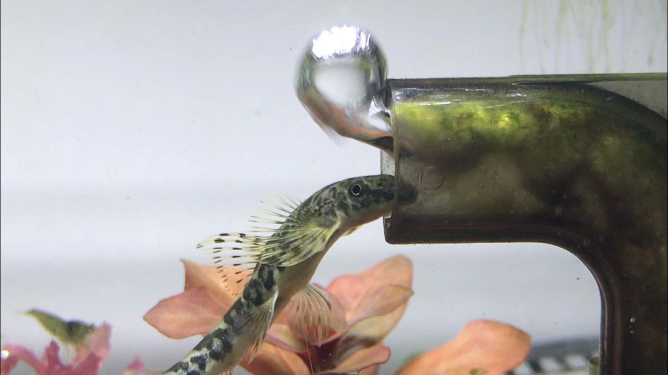 清洁鱼有什么用,冷清洁鱼有哪些