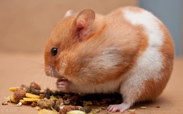 仓鼠喝酒比人喝酒量还要高,仓鼠能喝的酒是什么酒型